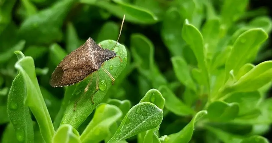Bettwanzen im Haus, diese wunderschöne Pflanze ist ein Wunder: Sie hält sie alle fern