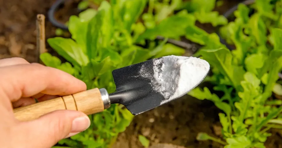 Backpulver vertreibt Schnecken und reinigt den Boden. Wie verwende ich es richtig im Garten?
