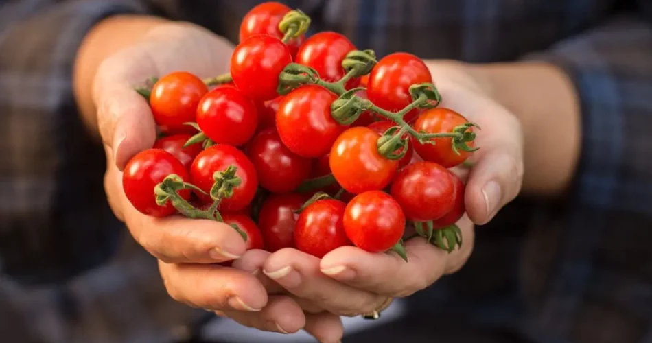15 häufige Tomatenkrankheiten: Es gibt für alle eine Lösung, aber Sie müssen es vorher herausfinden