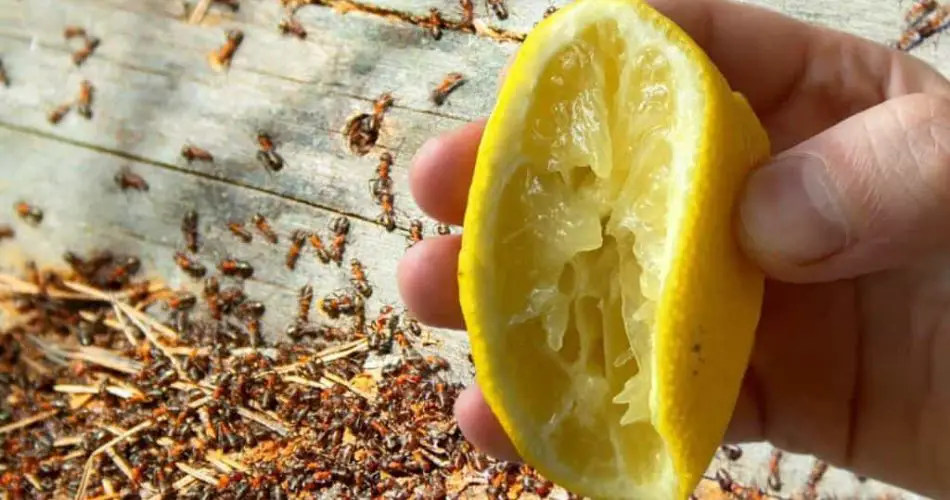 Blattläuse und Insekten werden mit diesem wirksamen Naturheilmittel nie wieder in Ihr Zuhause zurückkehren