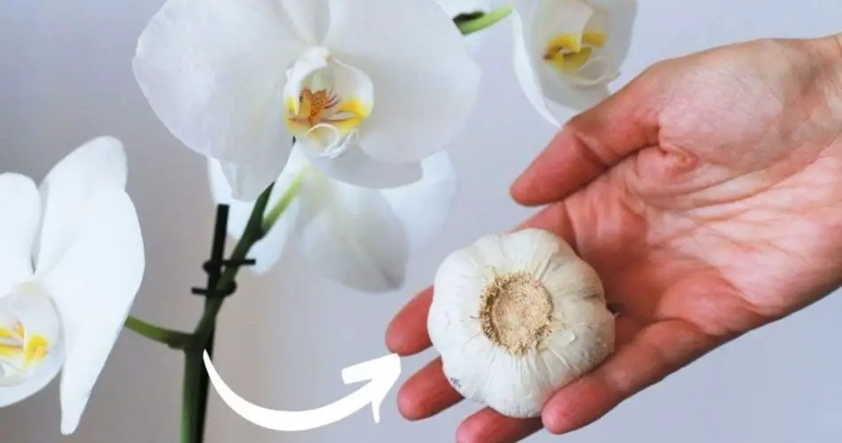Orchideen, Dünger zum Nulltarif: So üppig waren sie noch nie